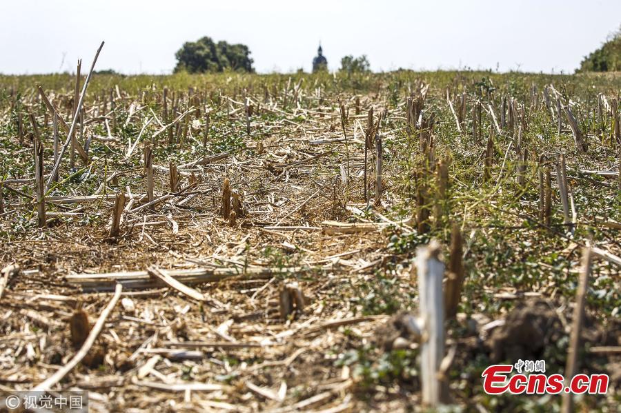 The chairman of the Fiener agricultural cooperative Ziesar Elard von Gottberg stands on a dry corn field and shows a larger plant from another field, which is not yet dried out a larger one from another field, which is not yet so dried up in a corn field during harvest season on August 1, 2018 in Ziesar, Germany. Germany has been hit by months of dry weather that his hitting grain harvests hard. Farmers in the Brandenburg region are reporting a decline of up to 50 percent. (Photo/VCG)