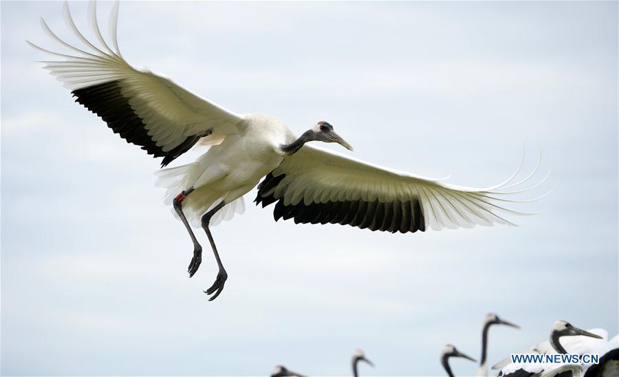 Red-crowned cranes are seen at Zhalong National Nature Reserve in Qiqihar, northeast China\'s Heilongjiang Province, Aug. 1, 2018. Zhalong National Nature Reserve, covering 2,100 square kilometers, was set up in 1979 in a northeast China\'s reed wetland. It provides a major habitat for red-crowned cranes and other wildlife. (Xinhua/Wang Kai)