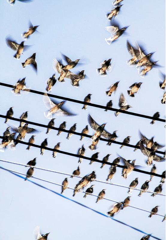The Birds, Yoshinori Mizutani, Courtesy of Brownie Project (Shanghai), 2015. (Photo provided to chinadaily.com.cn)