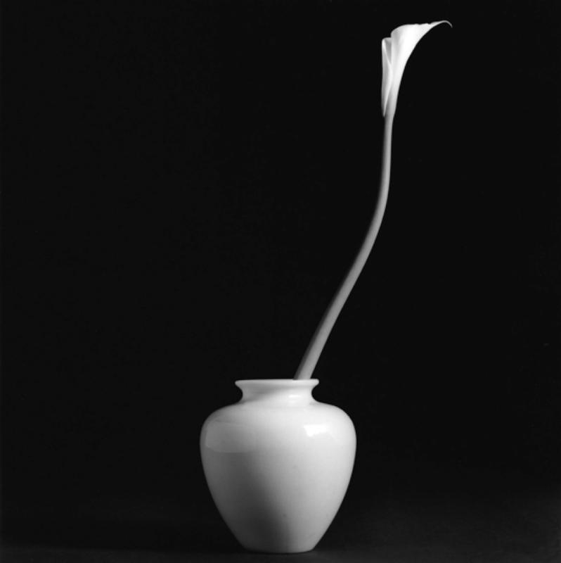 Calla Lily, Robert Mapplethorpe, courtesy of Galerie Thaddeaus Ropac (Paris, Salzburg and London), 1985.  (Photo provided to chinadaily.com.cn)