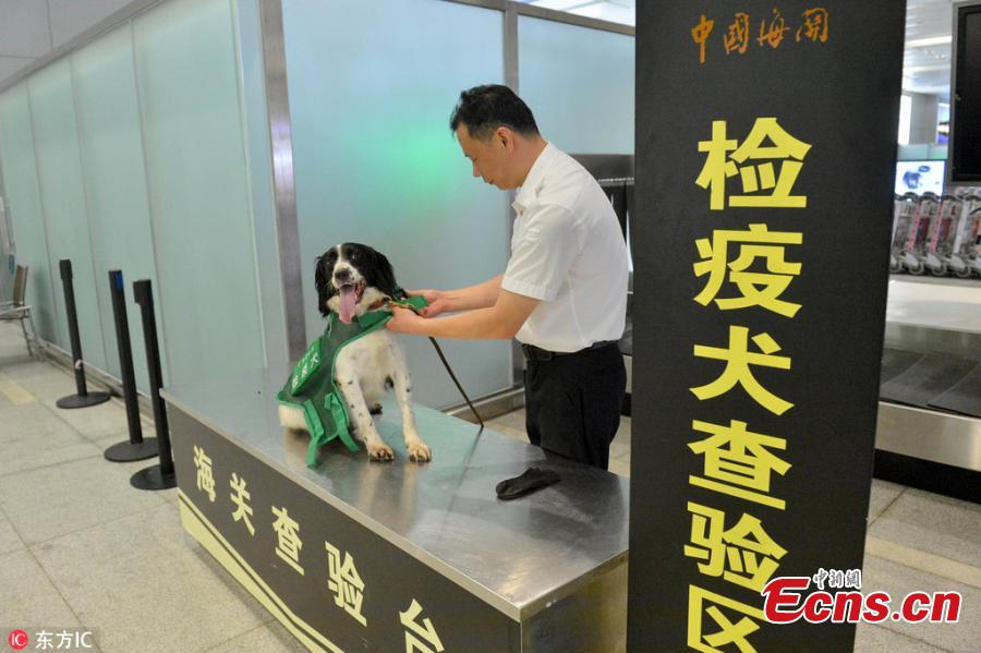 A sniffer dog works at the Hangzhou Xiaoshan International Airport in Hangzhou City, East China’s Zhejiang Province. Customs authorities at the airport have six sniffer dogs to assist with quarantine inspections. (Photo/IC)