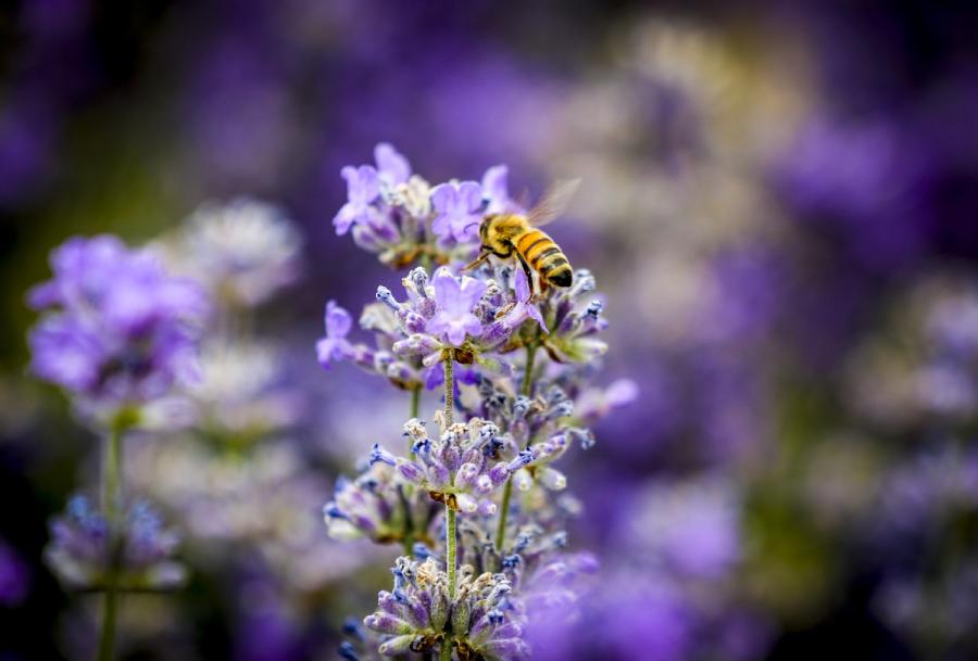 A bee feeds on lavender flowers. (Photo/Xinhua)

But this windfall does not come easily, and the thin, wiry man must stoop down and examine his hives every 15 minutes.

\