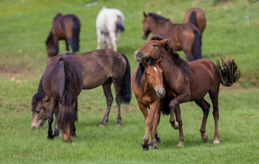 Horses graze at the Gegentara grassland, Inner Mongolia autonomous region, Aug. 5, 2018. A picture of pastoral beauty unrolls as the canvas of greenness is dotted with blue sky, white clouds as well as cattle and grazing horses. (Photo/Asianewsphoto)