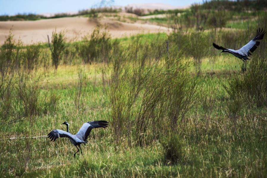 The oasis in desert attracts cranes to rest. (Photo/China Daily)
The Kubuqi is the desert closest to Beijing, just 800 kilometers away, and was once a major source of sandstorms carried by the wind to the Beijing-Tianjin-Hebei region.
Farmers and herdsmen in the desert were plagued by violent sandstorms, which caused serious shortages of water and electricity, resulting in poor infrastructure and a lack of roads. The local people could only cultivate a few hardy plants that could survive in sandy soil, so their lives were hard and poor.
In 1986, when Urgendalai was 18 years old, the land was too infertile to farm or use for grazing, so the people flocked to dig up wild licorice to sell. The practice exhausted the already barren land and the loss of the root systems resulted in a lack of soil integrity. That saw the desert expand and extinguish all hope of making a living from farming.
\