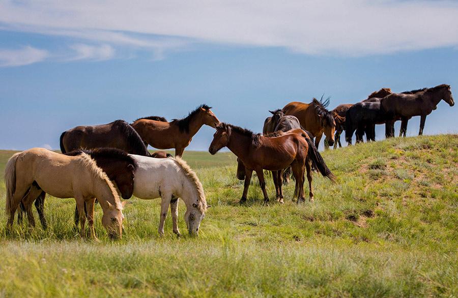 Horses graze at the Gegentara grassland, Inner Mongolia autonomous region, Aug. 5, 2018. A picture of pastoral beauty unrolls as the canvas of greenness is dotted with blue sky, white clouds as well as cattle and grazing horses. (Photo/Asianewsphoto)