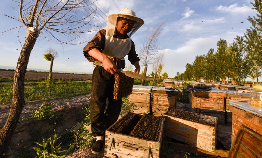 Zhou Xiaotong cleans a frame from one of his beehives. (Photo/Xinhua)

Hundreds of beehives line a road beside a lavender field in the Ili River valley in northwestern China\'s Xinjiang Uygur autonomous region. It\'s harvest season for lavender, and the valley is filled with the sweet smell of success.

It\'s still dark at 8 am and the bees, which use the sun to navigate, have not yet begun their daily toil. But Zhou Xiaotong and his wife, Zhou Heying, have been working for three hours, and they won\'t go home until their bees return to their hives at 11 pm.

Lavender has been grown in the valley since the 1960s. Today, 90 percent of China\'s lavender fields are in Ili. Only Provence in France and Japan\'s Furano have more lavender fields.

The purple flower blooms from May to July. At the height of the flowering season, Zhou\'s bees can produce 5 metric tons of lavender honey that he can sell for 300 yuan ($45) a kilogram, three times the price of ordinary honey.