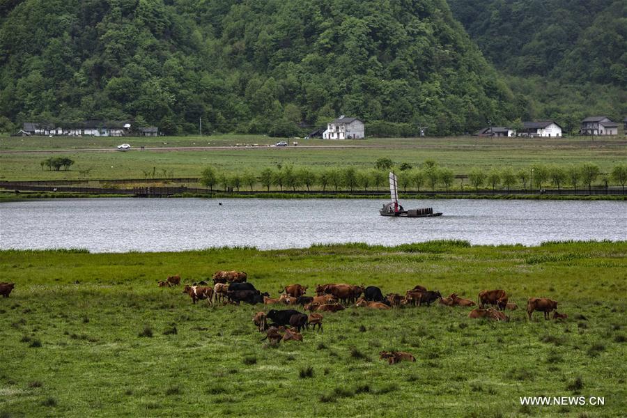 Cattle graze in Dajiuhu wetland in Shennongjia, central China\'s Hubei Province, May 18, 2018. (Xinhua/Du Huaju)