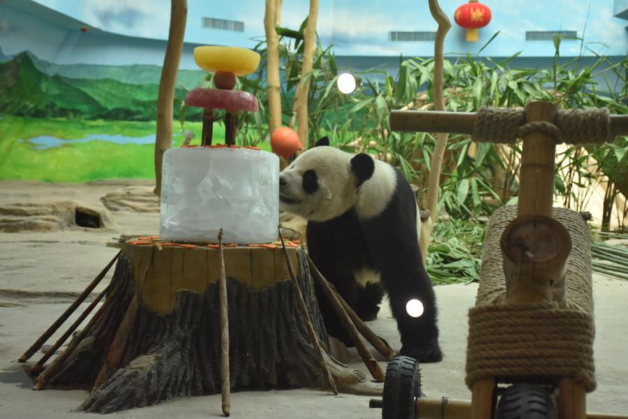 While the nation is experiencing sweltering temperatures, the giant pandas Youyou and Sijia are enjoying their literally cool life at the Yabuli ski resort in Northeast China\'s Heilongjiang Province. Heat relief in the scorching summer for the cute animals includes air conditioning, ice cubes, a bathing pool and various fresh fruits, provided by their handlers. (Photo provided to chinadaily.com.cn)