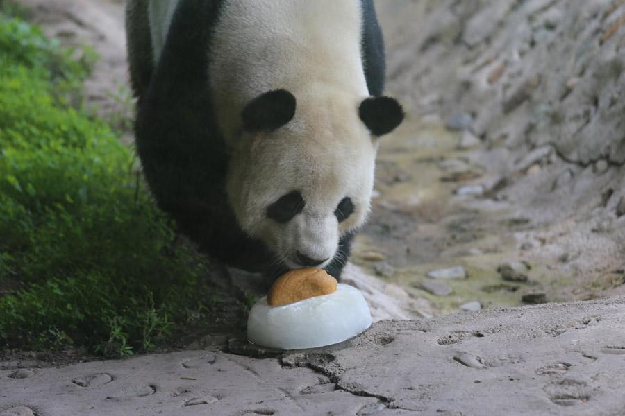While the nation is experiencing sweltering temperatures, the giant pandas Youyou and Sijia are enjoying their literally cool life at the Yabuli ski resort in Northeast China\'s Heilongjiang Province. Heat relief in the scorching summer for the cute animals includes air conditioning, ice cubes, a bathing pool and various fresh fruits, provided by their handlers. (Photo provided to chinadaily.com.cn)