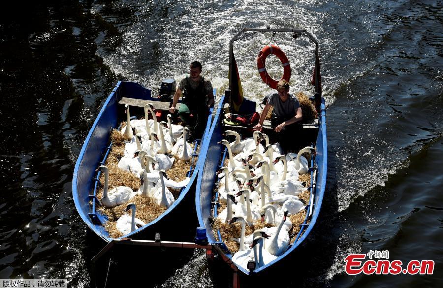 Swans sit in boats as they were caught at Hamburg\'s inner city lake Alster August 7, 2018. Due to hot weather the swans are collected from waterways around the northern city of Hamburg, Germany, and taken to quarters where they usually spend the winter. (Photo/Agencies)