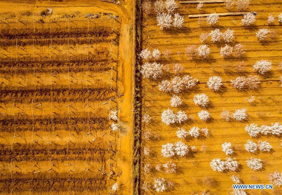 Aerial photo shows apricots in blossom in Turpan, northwest China\'s Xinjiang Uygur Autonomous Region, March 8, 2017. China\'s westernmost Xinjiang Uygur Autonomous Region welcomed a record high of 107 million tourists in 2017, up 32.4 percent year on year. In addition, tourists spent over 182 billion yuan (28.4 billion U.S. dollars) in Xinjiang last year, 30 percent more than in 2016. (Xinhua/Zhao Ge)