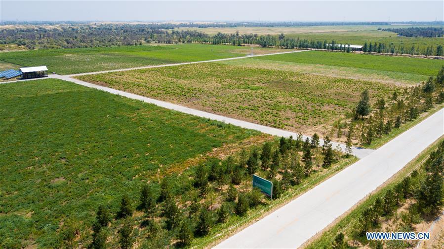 Aerial photo taken on July 11, 2018 shows a plantation area at the Kubuqi Desert, north China\'s Inner Mongolia Autonomous Region. Kubuqi, the seventh largest desert in China, is a good example of China\'s success in alleviating desertification. About 6,460 square kilometers of the Kubuqi desert has been reclaimed in the last 30 years. (Xinhua/Peng Yuan)