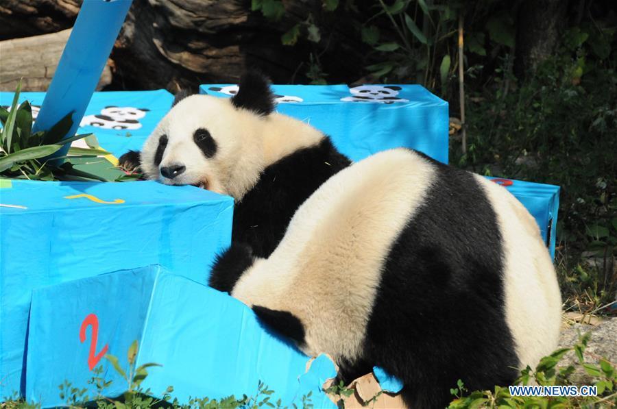 Giant panda Fu Ban (Rear) and its mother Yang Yang are seen with gift packages at the Schonbrunn Zoo in Vienna, Austria, on Aug. 7, 2018. The twin pandas Fu Feng and Fu Ban celebrated their second birthday party with their mother on Tuesday by receiving birthday gifts, packages of potatoes, carrots and special bamboo shoots. (Xinhua/Liu Xiang)