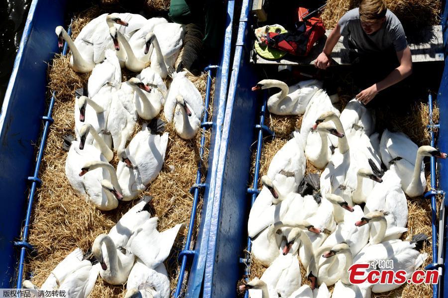 Swans sit in boats as they were caught at Hamburg\'s inner city lake Alster August 7, 2018. Due to hot weather the swans are collected from waterways around the northern city of Hamburg, Germany, and taken to quarters where they usually spend the winter.(Photo/Agencies)