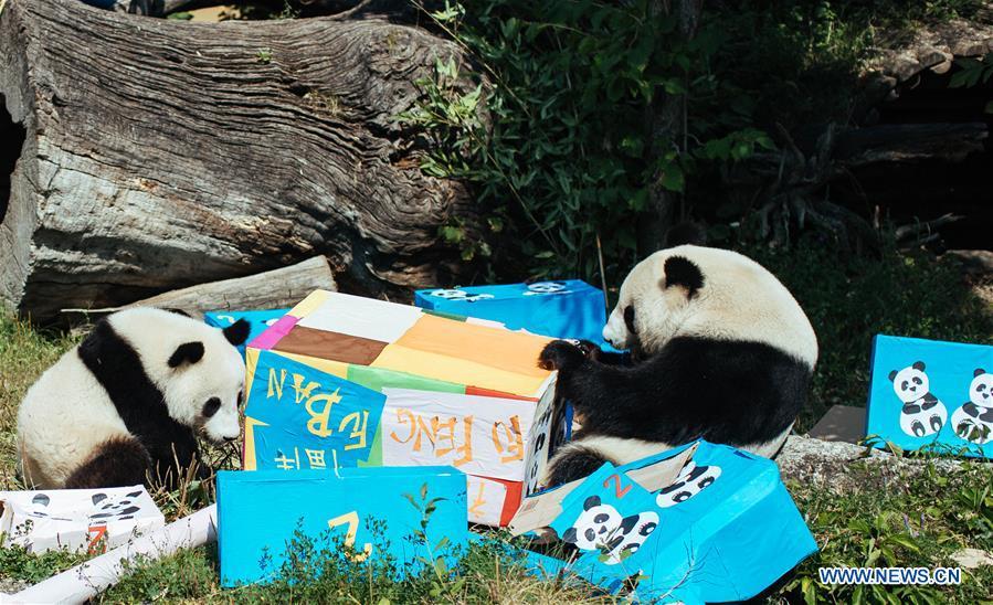 Giant panda Fu Ban (L) and its mother Yang Yang are seen with gift packages at the Schonbrunn Zoo in Vienna, Austria, on Aug. 7, 2018. The twin pandas Fu Feng and Fu Ban celebrated their second birthday party with their mother on Tuesday by receiving birthday gifts, packages of potatoes, carrots and special bamboo shoots. (Xinhua/Liu Xiang)