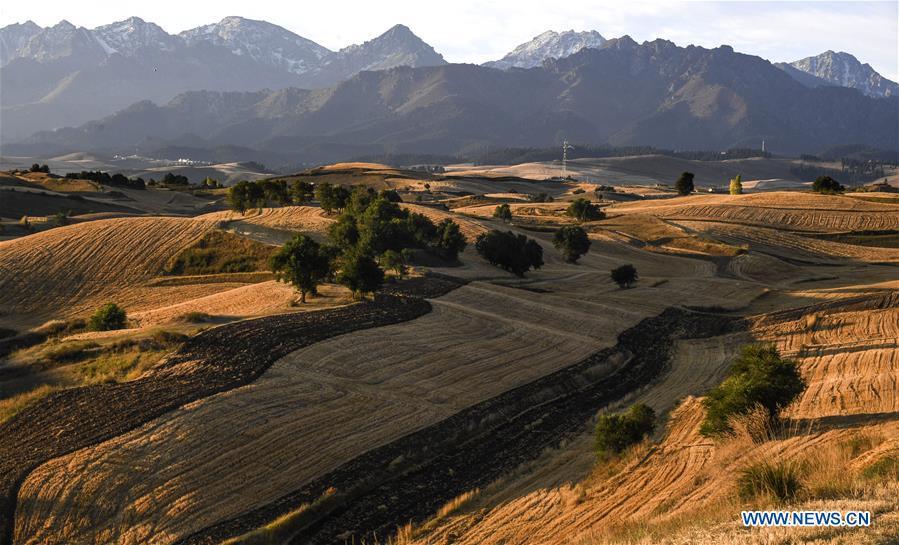 Photo taken on Sept. 10, 2017 shows the wheat fields in harvest season in Qitai County, northwest China\'s Xinjiang Uygur Autonomous Region. China\'s westernmost Xinjiang Uygur Autonomous Region welcomed a record high of 107 million tourists in 2017, up 32.4 percent year on year. In addition, tourists spent over 182 billion yuan (28.4 billion U.S. dollars) in Xinjiang last year, 30 percent more than in 2016. (Xinhua/Wang Fei)