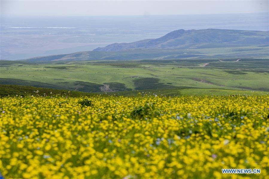 Photo taken on June 17, 2018 shows the view of a pasture in Emin County of Tacheng Prefecture, northwest China\'s Xinjiang Uygur Autonomous Region. China\'s westernmost Xinjiang Uygur Autonomous Region welcomed a record high of 107 million tourists in 2017, up 32.4 percent year on year. In addition, tourists spent over 182 billion yuan (28.4 billion U.S. dollars) in Xinjiang last year, 30 percent more than in 2016. (Xinhua/Hu Huhu)