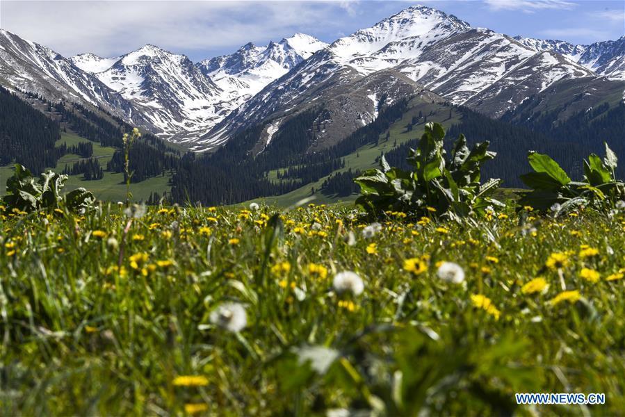 Photo taken on the Narat grassland shows the snow-covered mountains in Xinyuan County, northwest China\'s Xinjiang Uygur Autonomous Region, May 25, 2018. China\'s westernmost Xinjiang Uygur Autonomous Region welcomed a record high of 107 million tourists in 2017, up 32.4 percent year on year. In addition, tourists spent over 182 billion yuan (28.4 billion U.S. dollars) in Xinjiang last year, 30 percent more than in 2016. (Xinhua/Hu Huhu)