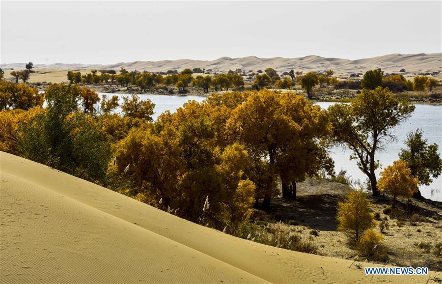 Photo taken on Oct. 21, 2017 shows desert poplars by the riverside downstream of Tarim River, northwest China\'s Xinjiang Uygur Autonomous Region. China\'s westernmost Xinjiang Uygur Autonomous Region welcomed a record high of 107 million tourists in 2017, up 32.4 percent year on year. In addition, tourists spent over 182 billion yuan (28.4 billion U.S. dollars) in Xinjiang last year, 30 percent more than in 2016. (Xinhua/Zhao Ge)