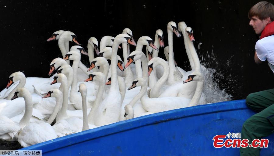 Swans sit in boats as they were caught at Hamburg\'s inner city lake Alster August 7, 2018. Due to hot weather the swans are collected from waterways around the northern city of Hamburg, Germany, and taken to quarters where they usually spend the winter. (Photo/Agencies)