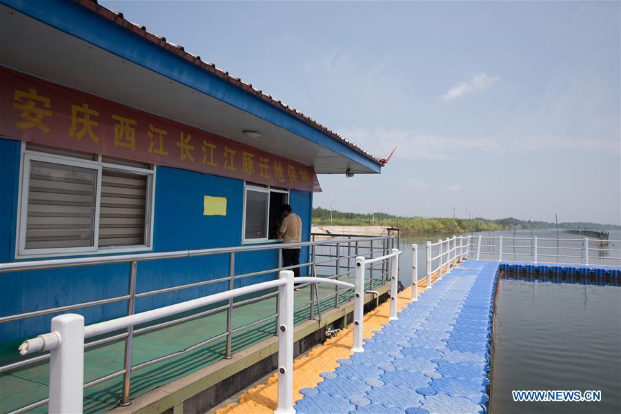 Photo taken on Aug. 7, 2018 shows Xijiang off-site conservation center of the finless porpoise nature reserve along the Yangtze River in Anqing City, east China\'s Anhui Province. The finless porpoise nature reserve, consisting of three core zones, six buffer zones and several experimental zones, has provided a safe habitat for some 200 finless porpoises, since being set up in 2017. (Xinhua/Jin Liwang)