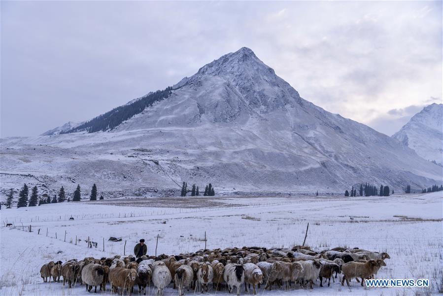 Photo taken on Jan. 16, 2018 shows the view of a pasture in winter in Zhaosu County, northwest China\'s Xinjiang Uygur Autonomous Region. China\'s westernmost Xinjiang Uygur Autonomous Region welcomed a record high of 107 million tourists in 2017, up 32.4 percent year on year. In addition, tourists spent over 182 billion yuan (28.4 billion U.S. dollars) in Xinjiang last year, 30 percent more than in 2016. (Xinhua/Hu Huhu)