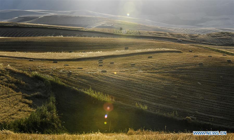 Photo taken on Sept. 9, 2017 shows the wheat fields in harvest season in Qitai County, northwest China\'s Xinjiang Uygur Autonomous Region. China\'s westernmost Xinjiang Uygur Autonomous Region welcomed a record high of 107 million tourists in 2017, up 32.4 percent year on year. In addition, tourists spent over 182 billion yuan (28.4 billion U.S. dollars) in Xinjiang last year, 30 percent more than in 2016. (Xinhua/Wang Fei)