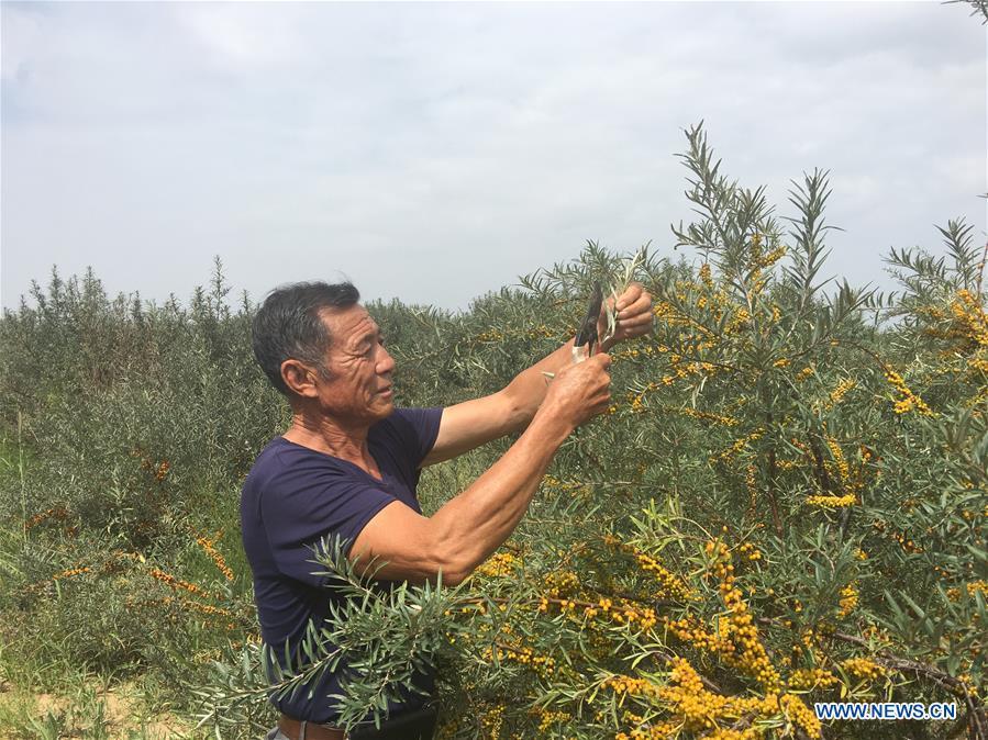 Forestry manager Deng Shengli works amid sea buckthorn at the Kubuqi Desert, north China\'s Inner Mongolia Autonomous Region, Aug. 1, 2018. Kubuqi, the seventh largest desert in China, is a good example of China\'s success in alleviating desertification. About 6,460 square kilometers of the Kubuqi desert has been reclaimed in the last 30 years. (Xinhua/Zhang Shanchen)