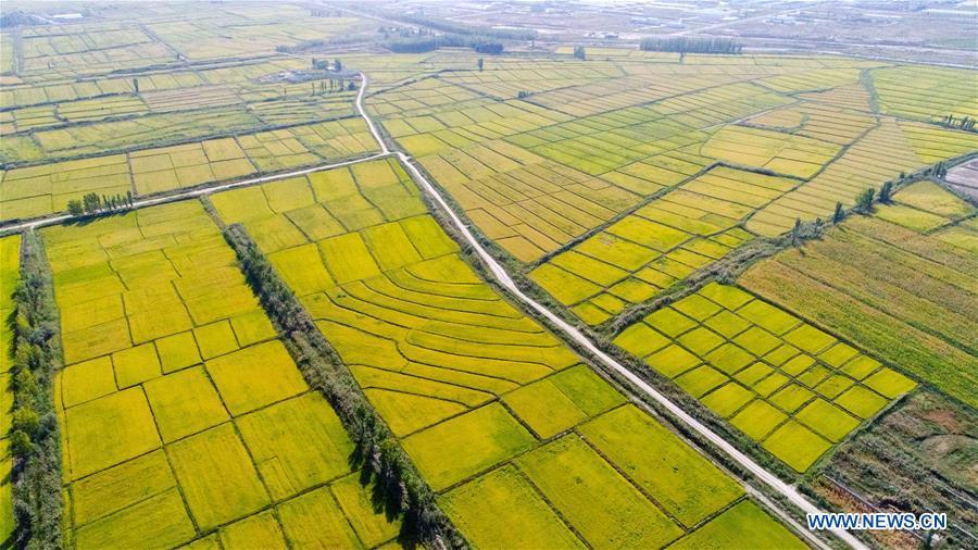 Aerial photo taken on Sept. 8, 2017 shows the rice fields at Suhuo\'er Village in Qapqal Xibe Autonomous County, northwest China\'s Xinjiang Uygur Autonomous Region. China\'s westernmost Xinjiang Uygur Autonomous Region welcomed a record high of 107 million tourists in 2017, up 32.4 percent year on year. In addition, tourists spent over 182 billion yuan (28.4 billion U.S. dollars) in Xinjiang last year, 30 percent more than in 2016. (Xinhua/Hu Huhu)