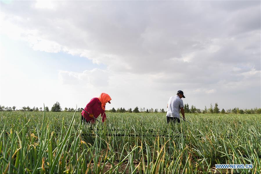 Workers weed the vegetable garden at the Kubuqi Desert in Hangjin Banner, north China\'s Inner Mongolia Autonomous Region, Aug. 1, 2018. Kubuqi, the seventh largest desert in China, is a good example of China\'s success in alleviating desertification. About 6,460 square kilometers of the Kubuqi desert has been reclaimed in the last 30 years. (Xinhua/Liu Lei)