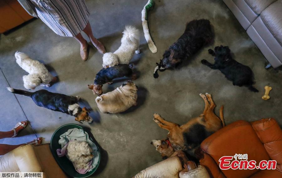 Dogs are seen at the association \