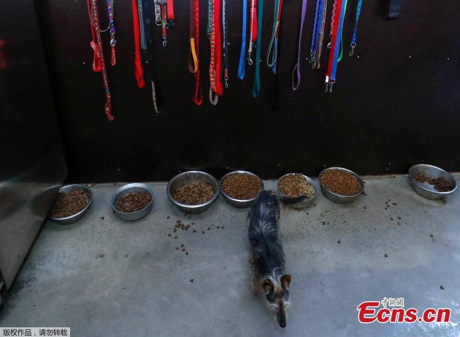 A dog is seen at the association \