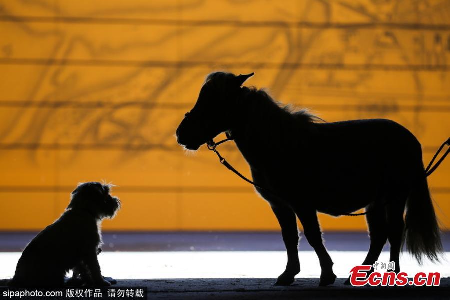 Gulliver, the world\'s smallest horse, at the 20th Hipposphere International Equestrian Exhibition at the Expoforum Convention and Exhibition Centre in St Petersburg, Russia, Aug. 8, 2018. The height at the withers of the horse born to a couple of American miniature horses at the Hidalgo pony farm, is 49 cm (19.29 in). (Photo/Agencies)