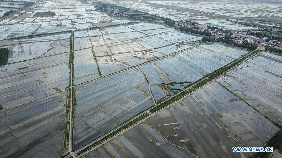 Aerial photo taken on May 21, 2018 shows the road next to fields in Qapqal Xibe Autonomous County, northwest China\'s Xinjiang Uygur Autonomous Region. As an important link of the Silk Road Economic Belt, Xinjiang is speeding up the development of transportation and logistics to connect east and west. By the end of 2017, the total length of roads in Xinjiang reached 186,000 km, with 4,578 km of expressways. (Xinhua/Hu Huhu)