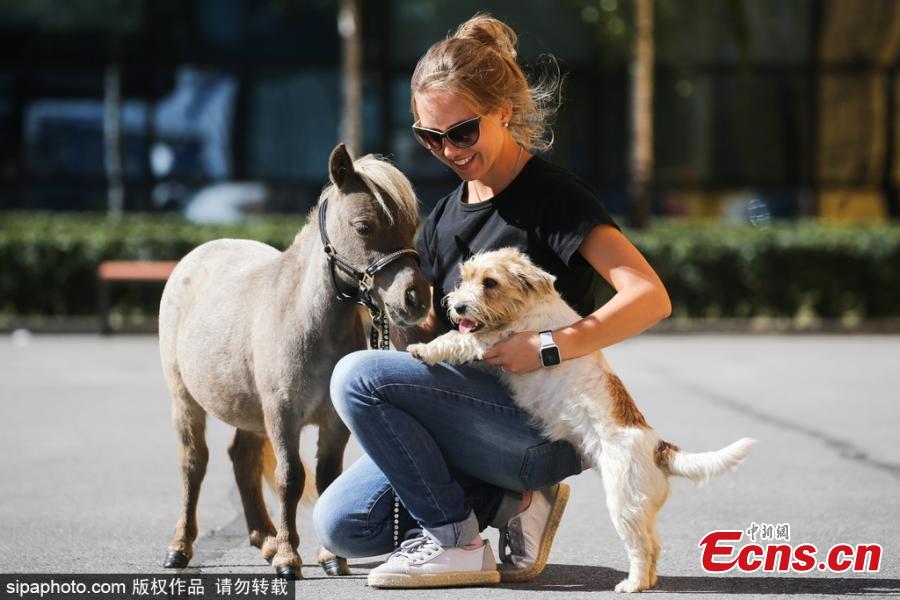 Owner Elena Chistyakova couldn\'t believe how small the foal was when he was born and described Gulliver\'s birth as a \'miracle\'. (Photo/Agencies)