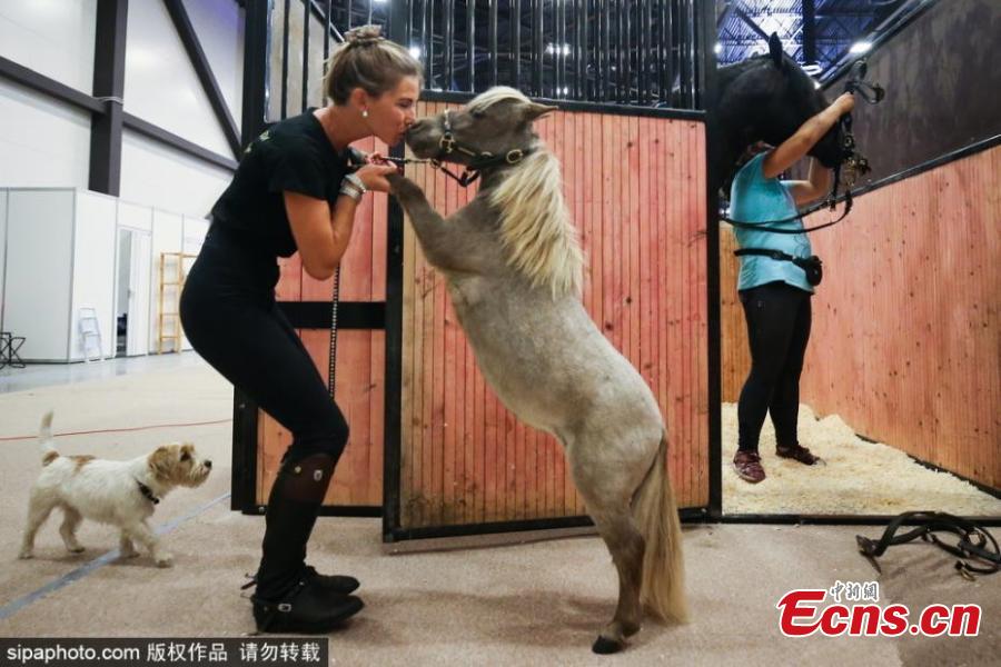 Gulliver, the world\'s smallest horse, at the 20th Hipposphere International Equestrian Exhibition at the Expoforum Convention and Exhibition Centre in St Petersburg, Russia, Aug. 8, 2018. The height at the withers of the horse born to a couple of American miniature horses at the Hidalgo pony farm, is 49 cm (19.29 in). (Photo/Agencies)