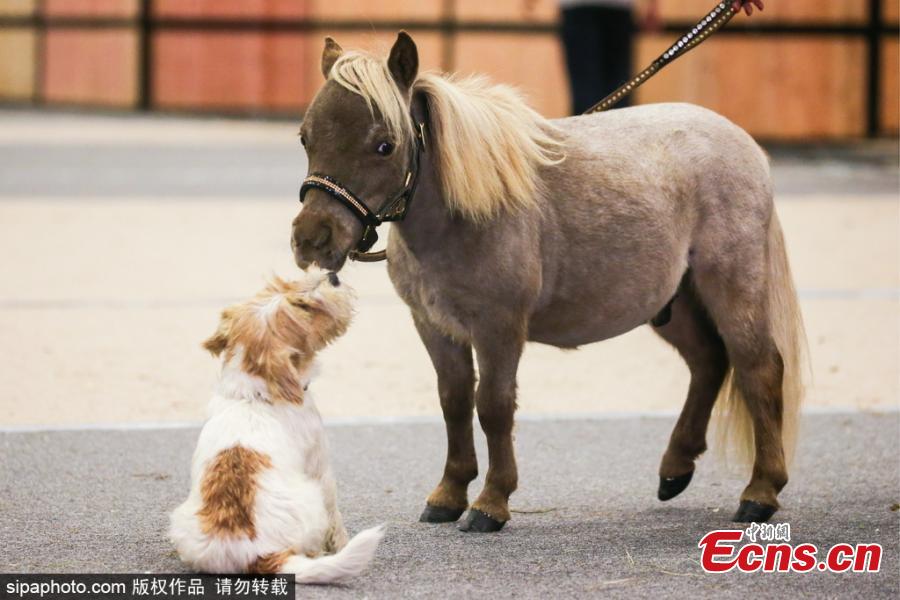 Gulliver, the world\'s smallest horse, plays with a puppy at the 20th Hipposphere International Equestrian Exhibition at the Expoforum Convention and Exhibition Centre in St Petersburg, Russia, Aug. 8, 2018. The height at the withers of the horse born to a couple of American miniature horses at the Hidalgo pony farm, is 49 cm (19.29 in). (Photo/Agencies)