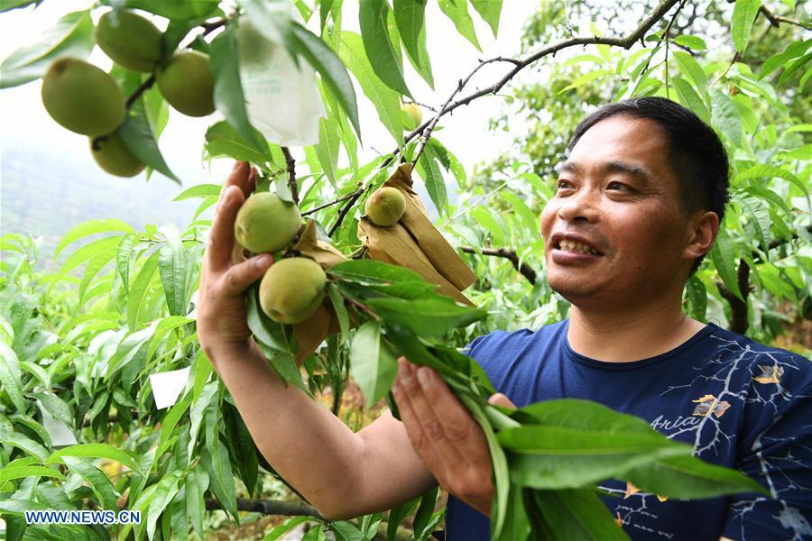 Shen Jianzhong checks the condition of peaches at a planting base in the Wulong District of Chongqing, southwest China, June 15, 2018. Shen Jianzhong, a 47-year-old villager of Fazi Village, developed a desertification-tolerant peach variety and helped villagers to get rid of poverty. (Xinhua/Wang Quanchao)