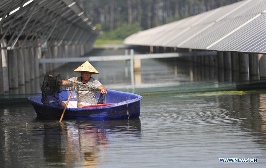 A villager catches crayfishes in a fish pond covered by photovoltaic power panel in Yintu Township of Jinhu County, east China\'s Jiangsu Province. (Xinhua/Li Yuze)