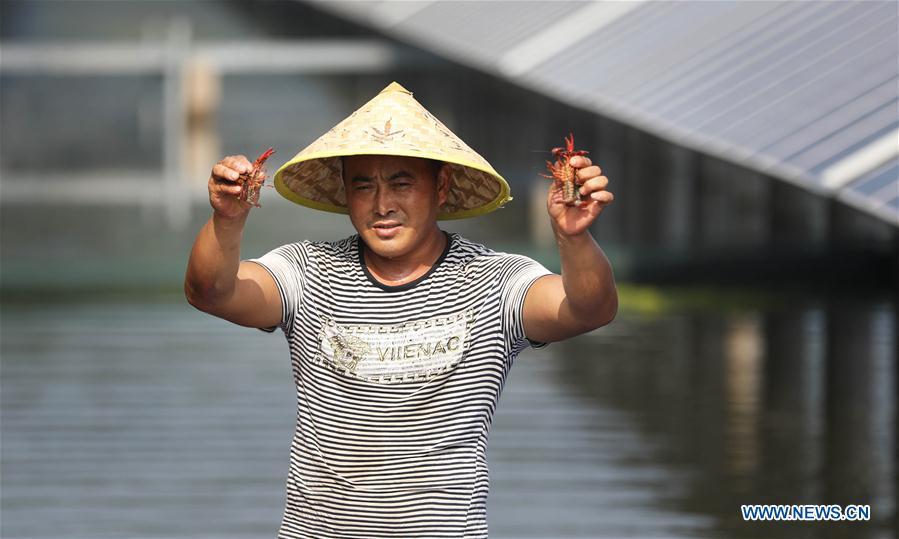 A villager present crayfishes cultured from fish pond covered by photovoltaic power panel in Yintu Township of Jinhu County, east China\'s Jiangsu Province. (Xinhua/Li Yuze)