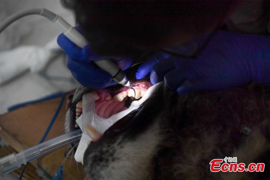 A veterinarian cleans the teeth of a one-year-old tiger under anesthesia at a zoo in Kunming City, Southwest China’s Yunnan Province, Aug. 9, 2018. (Photo: China News Service/Liu Ranyang)