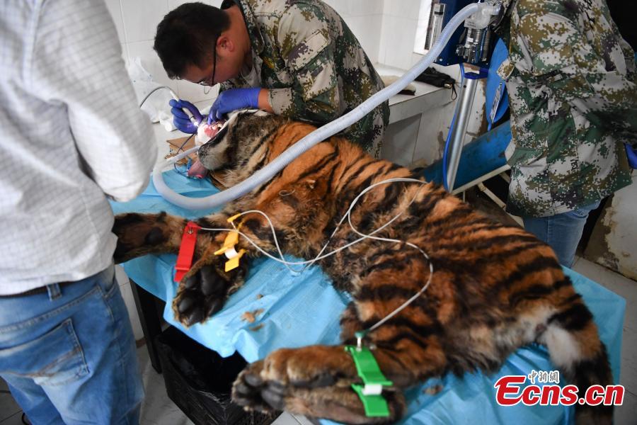 A veterinarian cleans the teeth of a one-year-old tiger under anesthesia at a zoo in Kunming City, Southwest China’s Yunnan Province, Aug. 9, 2018. (Photo: China News Service/Liu Ranyang)