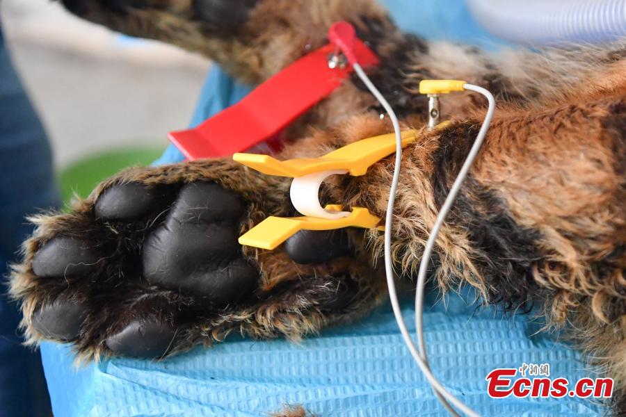 A veterinarian cleans the teeth of a one-year-old tiger under anesthesia at a zoo in Kunming City, Southwest China’s Yunnan Province, Aug. 9, 2018. (Photo: China News Service/Liu Ranyang)