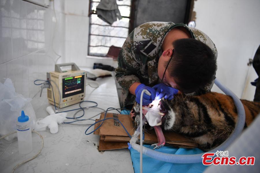 A veterinarian cleans the teeth of a one-year-old tiger under anesthesia at a zoo in Kunming City, Southwest China’s Yunnan Province, Aug. 9, 2018. (Photo: China News Service/Liu Ranyang)