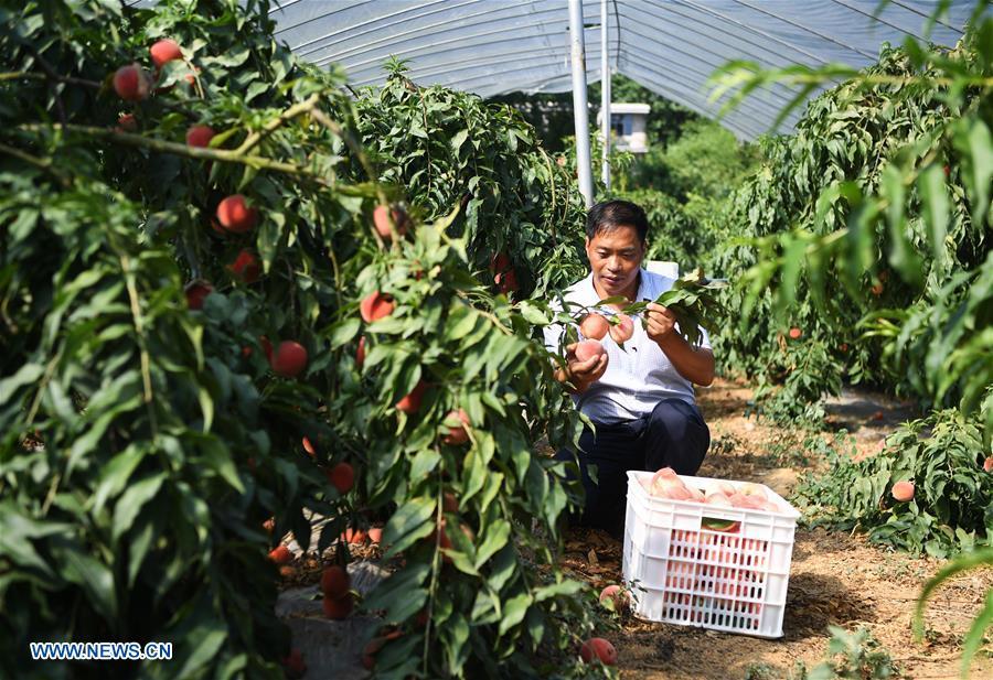Shen Jianzhong picks peaches at a planting base in the Wulong District of Chongqing, southwest China, Aug. 9, 2018. Shen Jianzhong, a 47-year-old villager of Fazi Village, developed a desertification-tolerant peach variety and helped villagers to get rid of poverty. (Xinhua/Wang Quanchao)