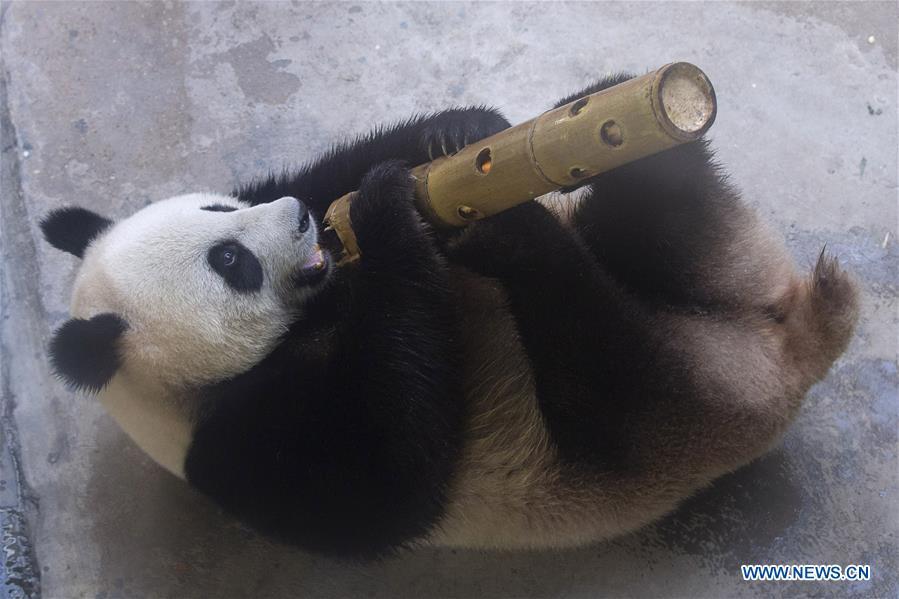 A giant panda twin enjoys itself in an air-conditioned room at the Nanjing Hongshan Forest Zoo in Nanjing, capital of east China\'s Jiangsu Province, Aug. 10, 2018. Staff workers at the zoo celebrated the 3rd birthday anniversary for the female giant panda twins \