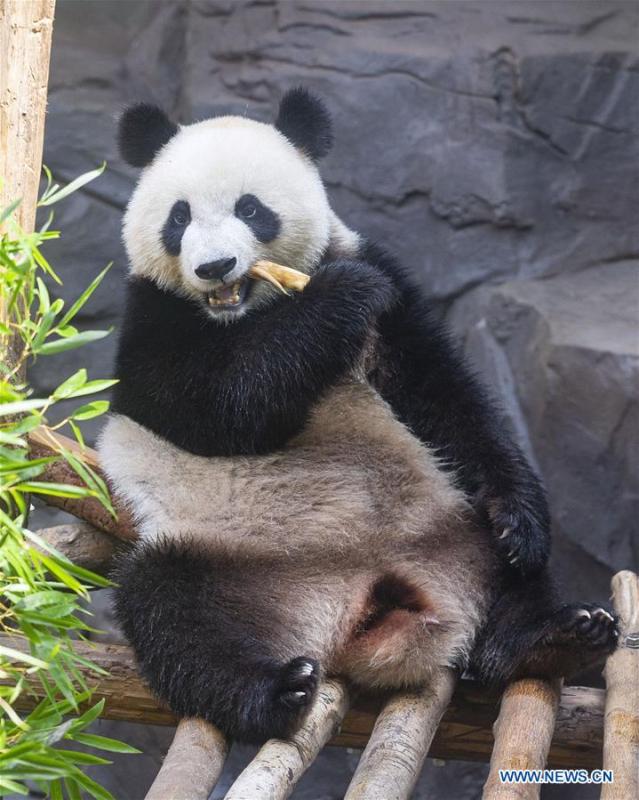 A giant panda twin eats bamboo shoots in an air-conditioned room at the Nanjing Hongshan Forest Zoo in Nanjing, capital of east China\'s Jiangsu Province, Aug. 10, 2018. Staff workers at the zoo celebrated the 3rd birthday anniversary for the female giant panda twins \