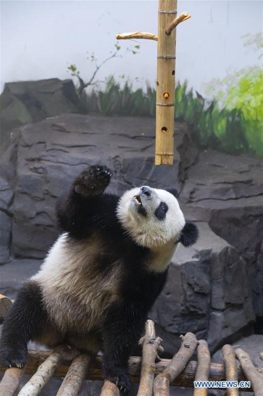 A giant panda twin enjoys itself in an air-conditioned room at the Nanjing Hongshan Forest Zoo in Nanjing, capital of east China\'s Jiangsu Province, Aug. 10, 2018. Staff workers at the zoo celebrated the 3rd birthday anniversary for the female giant panda twins \