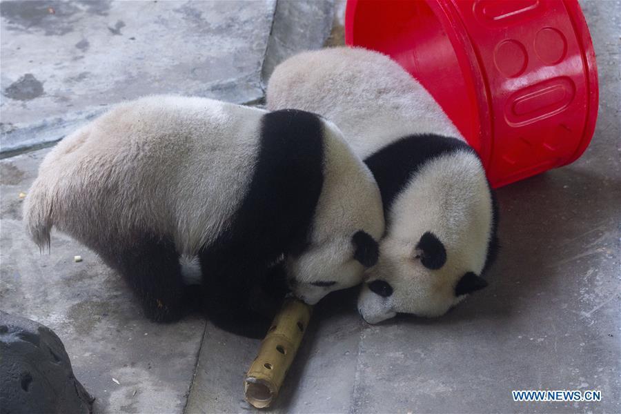 Giant panda twins Hehe and Jiujiu enjoy themselves in an air-conditioned room at the Nanjing Hongshan Forest Zoo in Nanjing, capital of east China\'s Jiangsu Province, Aug. 10, 2018. Staff workers at the zoo celebrated the 3rd birthday anniversary for the female giant panda twins \