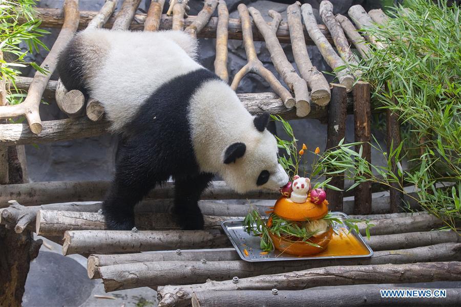 A giant panda twin eats birthday cake in an air-conditioned room at the Nanjing Hongshan Forest Zoo in Nanjing, capital of east China\'s Jiangsu Province, Aug. 10, 2018. Staff workers at the zoo celebrated the 3rd birthday anniversary for the female giant panda twins \